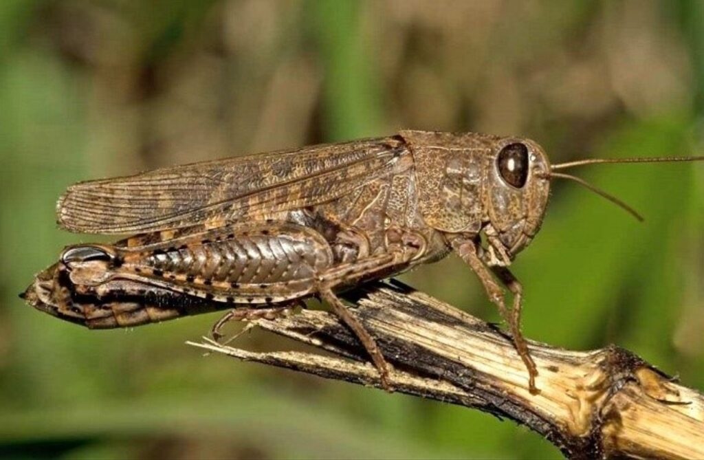 Які регіони України атакувала сарана та які заходи вживаються