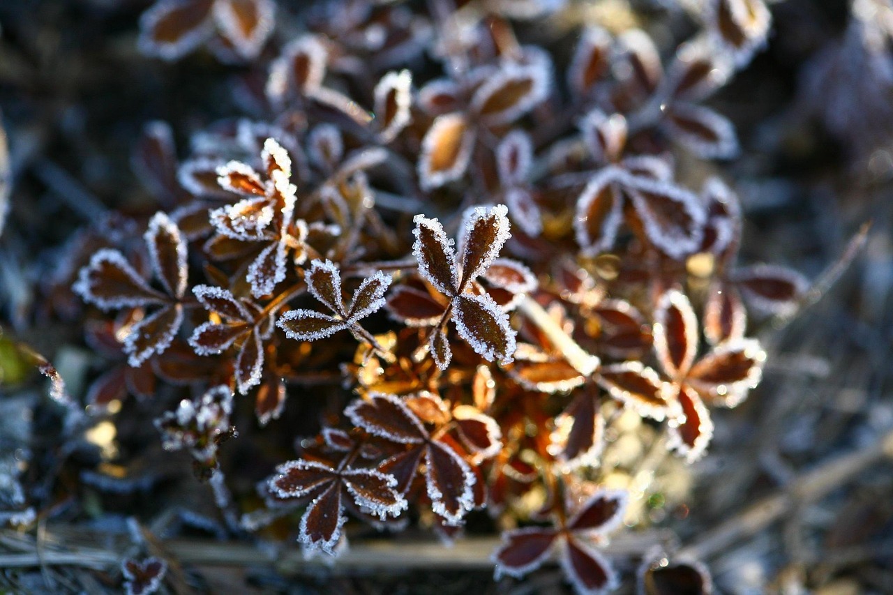 Заморозки