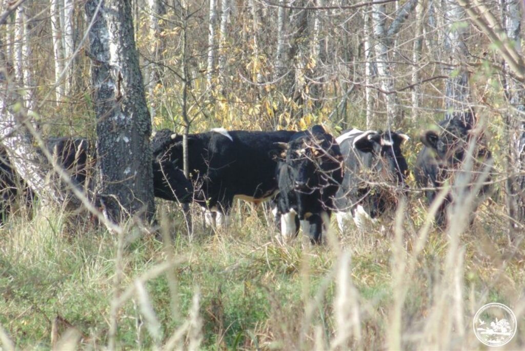 Народну артистку України Сумську вразили здичавілі корови в Чорнобильській зоні